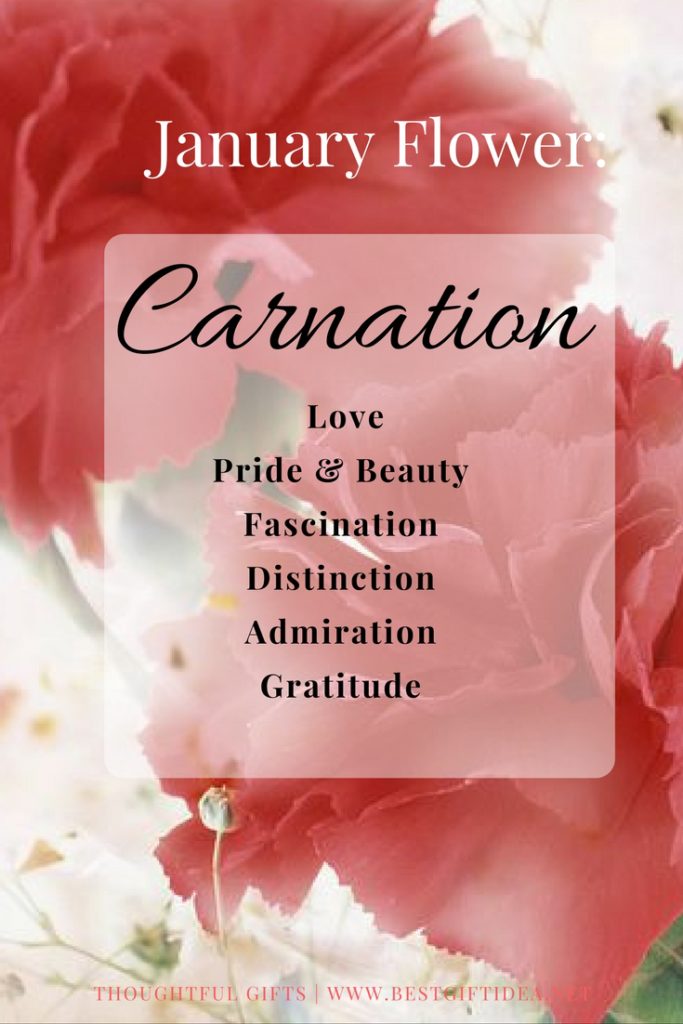 What Does Carnation Symbolize