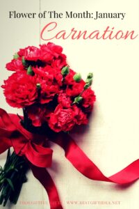 carnation flower meaning